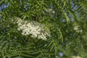 Sorbus 'Dodong' - 30-40 CM C3 - image 3