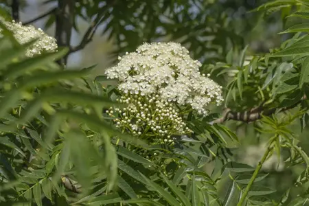 Sorbus 'Dodong' - 30-40 CM C3 - image 4