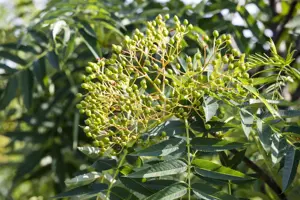 Sorbus 'Dodong'