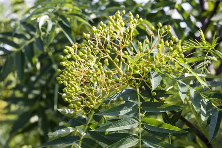 Sorbus 'Dodong' - 125-150 CM C5 WHIP - image 1