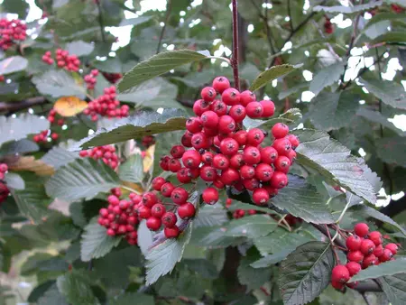 Sorbus intermedia - 100-125 CM C7.5 WHIP