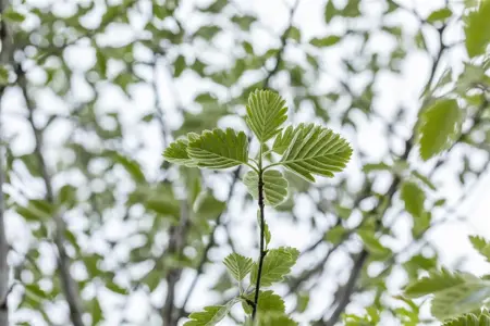 Sorbus intermedia 'Brouwers' - STDS 6-8 CM CONT