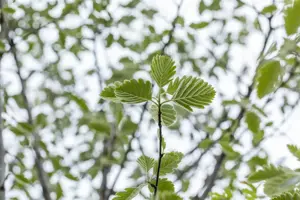 Sorbus intermedia 'Brouwers'
