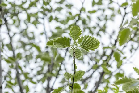 Sorbus intermedia 'Brouwers' - STD 10-12 CM CONT   