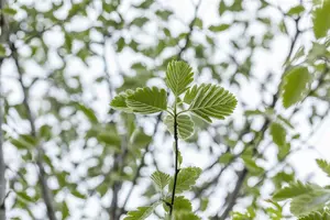 Sorbus intermedia 'Brouwers' - STD 10-12 CM CONT   