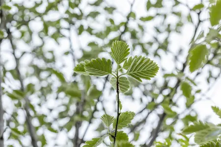 Sorbus intermedia 'Brouwers' - 40-60 CM C2 WHIP