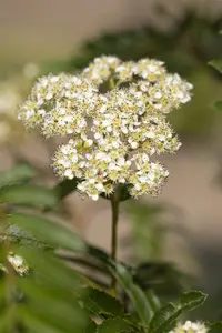 Sorbus 'Joseph Rock' - STDS 6-8 CM CONT - image 2