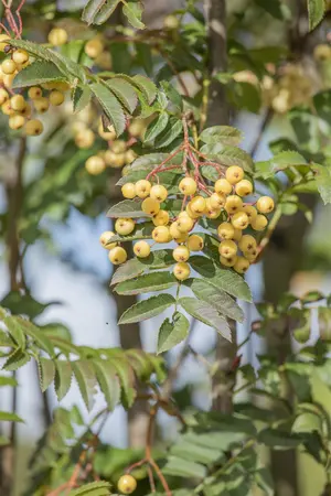 Sorbus 'Joseph Rock' - STDS 6-8 CM CONT - image 4