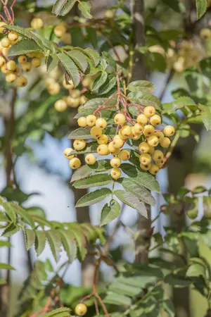 Sorbus 'Joseph Rock' - MULTISTEM 250-300 CM RB - image 4