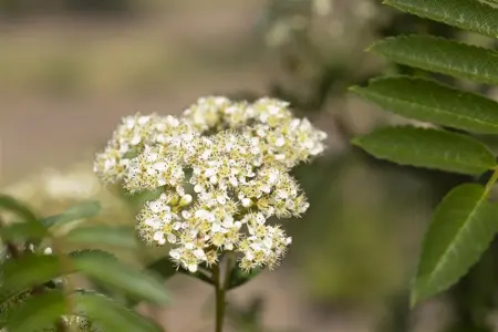 SORBUS JOSEPH ROCK 12L - image 1