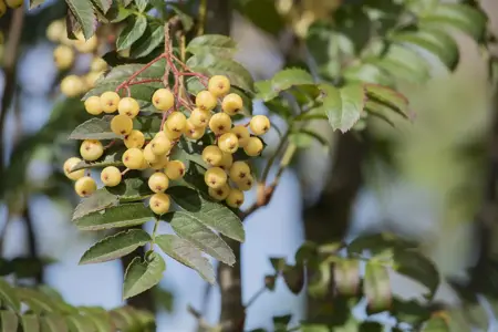 SORBUS JOSEPH ROCK 12L - image 3