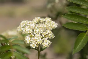 Sorbus 'Joseph Rock'