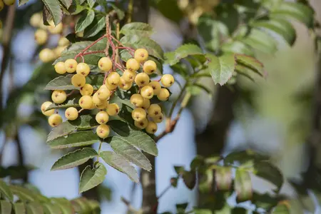Sorbus 'Joseph Rock' - STDS 6-8 CM CONT - image 3
