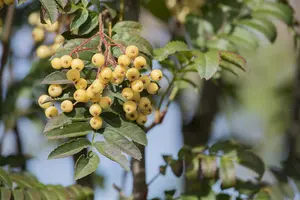 Sorbus 'Joseph Rock' - STDS 6-8 CM CONT - image 3