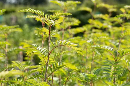 Sorbus 'Joseph Rock' - STDS 6-8 CM CONT - image 5