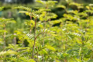 Sorbus 'Joseph Rock' - STDS 6-8 CM CONT - image 5