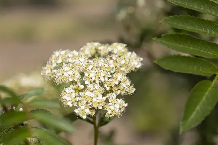 Sorbus 'Joseph Rock' - STD 10-12 CM CONT    - image 1