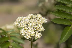 Sorbus 'Joseph Rock' - STD 10-12 CM CONT    - image 1