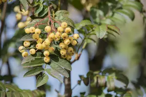 Sorbus 'Joseph Rock' - MULTISTEM 150-175 CM RB - image 3
