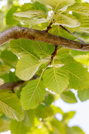 Sorbus latifolia 'Henk Vink' - STDS 6-8 CM CONT - image 2