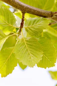 Sorbus latifolia 'Henk Vink' - STD 10-12 CM CONT    - image 5