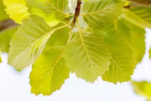 Sorbus latifolia 'Henk Vink' - STDS 18-20 CM RB - image 4