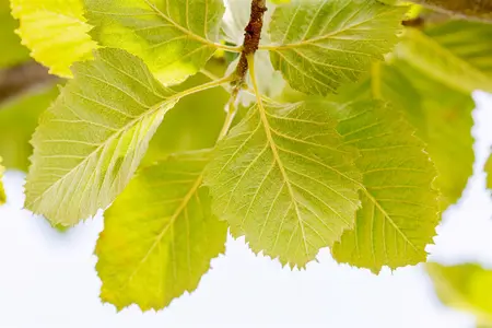 Sorbus latifolia 'Henk Vink' - STDS 6-8 CM CONT - image 4