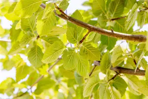 Sorbus latifolia 'Henk Vink' - STD 8-10 CM CONT     - image 3