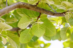 Sorbus latifolia 'Henk Vink' - STD 16-18 CM CONT    - image 1