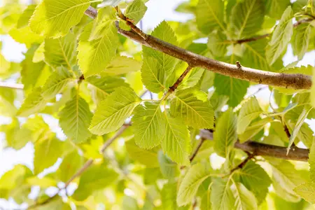 Sorbus latifolia 'Henk Vink' - STD 10-12 CM CONT    - image 3