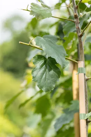 Sorbus torminalis - 80-100 CM C3 WHIP - image 2