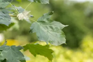 Sorbus torminalis