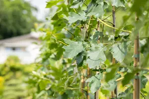 Sorbus torminalis - STDS 12-14 CM RB - image 3