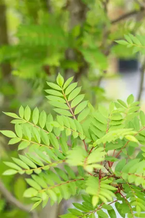 SORBUS VILMORINII 10L - image 5