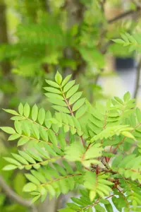 SORBUS VILMORINII 10L - image 5