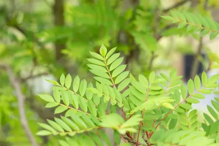 Sorbus vilmorinii - HO 6-8 CM C15 FTH - image 4