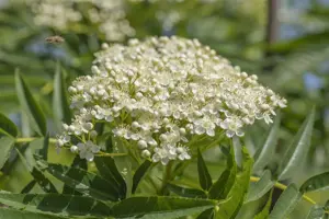 SORBUS VILMORINII