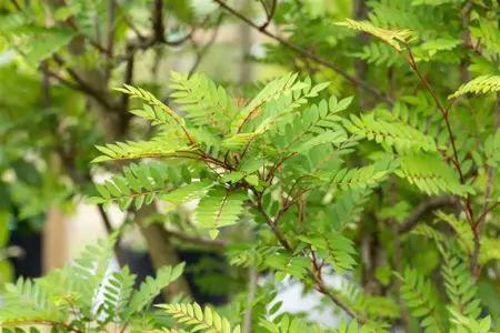 SORBUS VILMORINII 10L - image 2