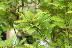 SORBUS VILMORINII 10L - image 2