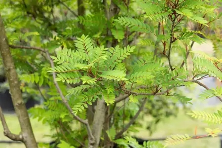 SORBUS VILMORINII 10L - image 3