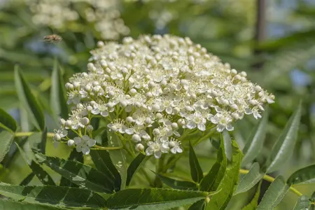 SORBUS VILMORINII 12L - image 1