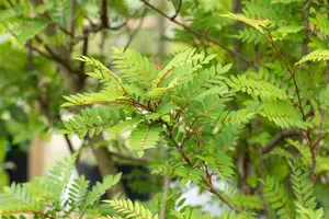 SORBUS VILMORINII 12L - image 2