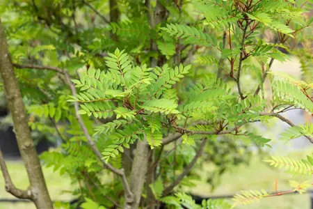Sorbus vilmorinii - MULTISTEM 150-175 CM RB - image 3