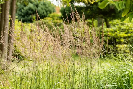 Sorghastrum nutans - P9