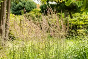 Sorghastrum nutans