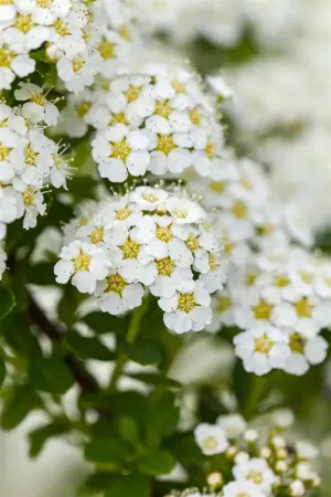 Spiraea arguta - P13 - image 4
