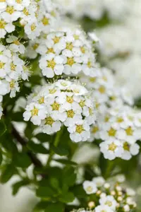 Spiraea arguta - P13 - image 4