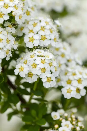 Spiraea arguta - 30-40 CM C6 - image 4