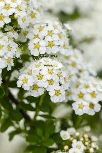 Spiraea arguta - 30-40 CM C6 - image 4