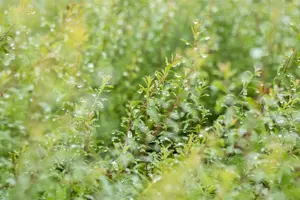 Spiraea arguta - P13 - image 5